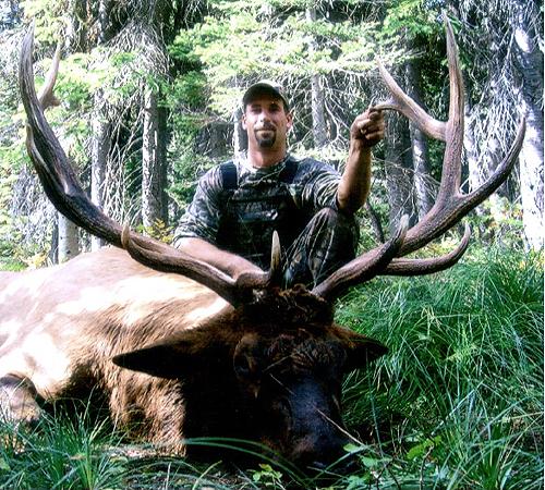 Archery Elk - Bill King