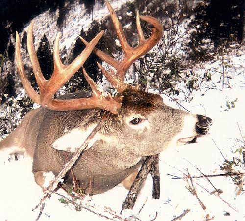 Rifle Elk and Deer Hunt - Whitetail